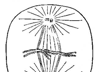 Education and structure of the spindle