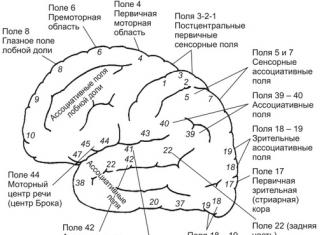 Будова та функції кори головного мозку Функції старої та нової кори