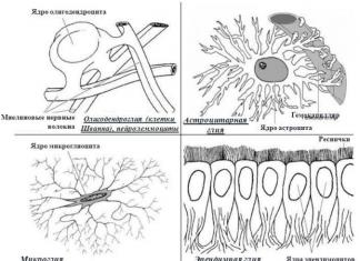 Features of nerve tissue